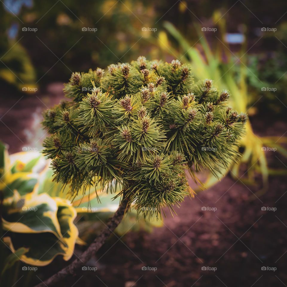 Mugo pine, a species of pines 