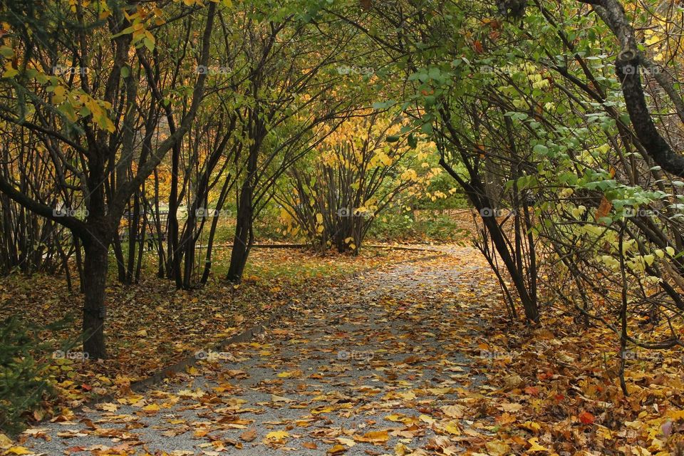 fall pathway. path at grand valley state university covered with leaves in the fall 