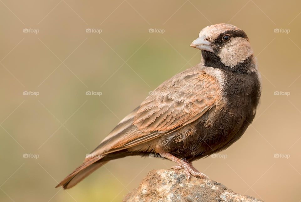 Small Brown Bird Perched On Rock
