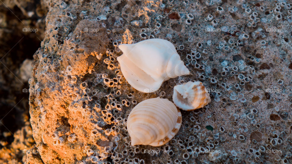 Conch shell with barnacle