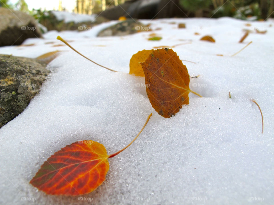 Aspen leaves in snow