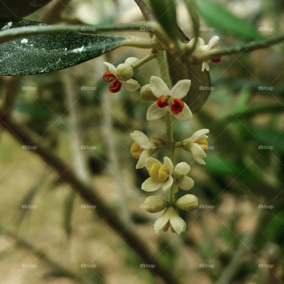 Olive tree with blossoms, orange and red, yellow and white and green