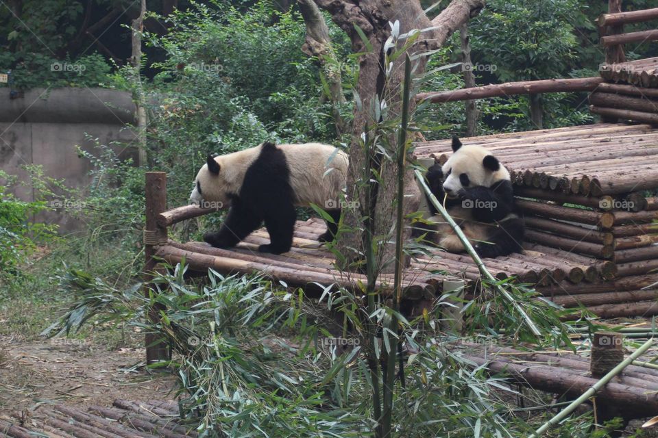 pandas. panda reserve in China