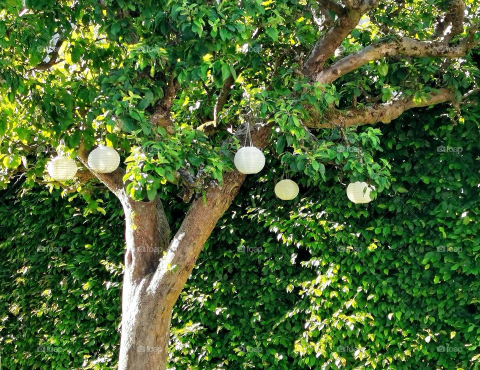 Lanterns in a tree