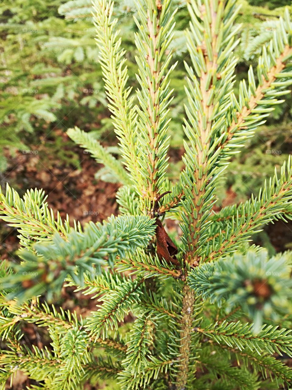 Baby spruce tree