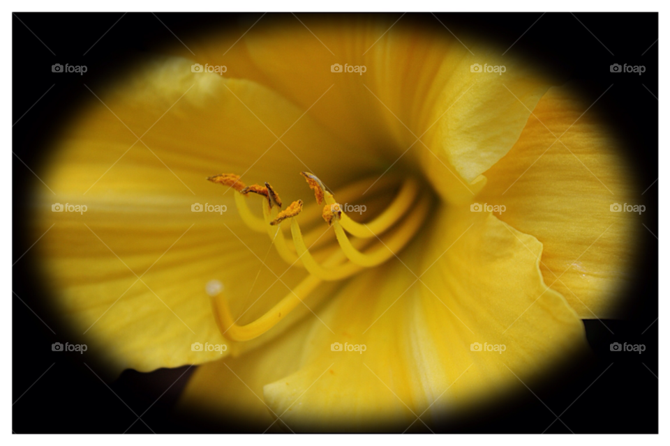 macro garden yellow my garden staffordshire uk by mojo26