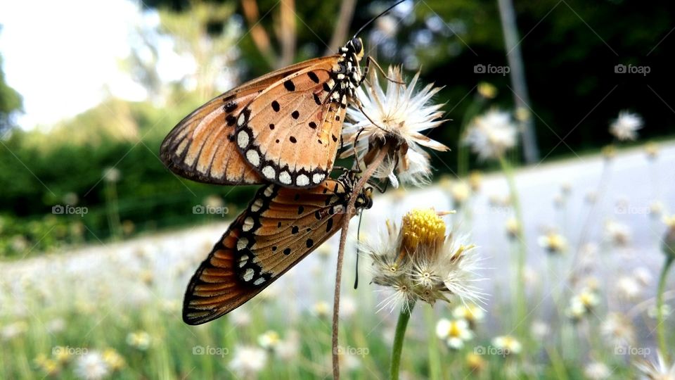 Butterflies mating. Two butterflies on a coat-button flower mating