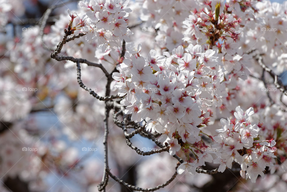 Countless edo-higanzakura blossoms