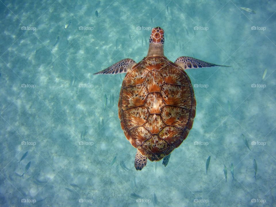 Sea Turtle in crystal clear blue water in Malaysia
