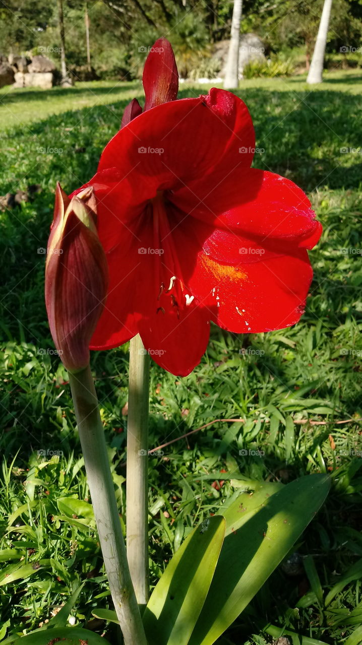 Jayeon, jayeon, sigmul, jogyeong, hwangyeong, jeong-won, kkoch Hippeastrum papilio (Ravenna).