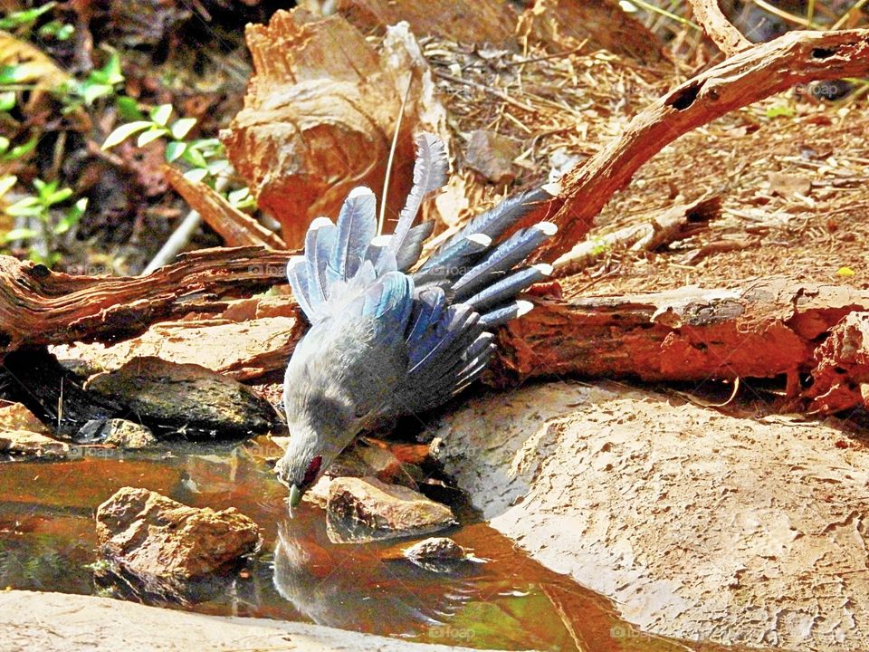 hot crimate makes photos of bird at the water supply