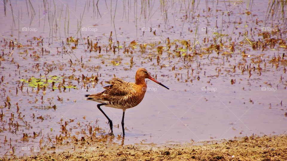 wetland wild bird