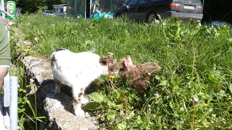 Grass, Nature, Outdoors, Mammal, Summer