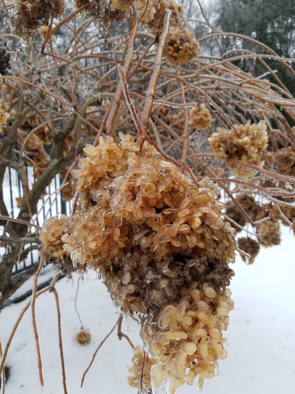 Ice Covered Bunch
