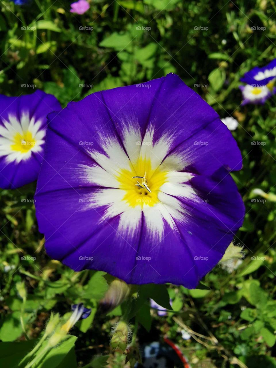 Beautiful Flowers