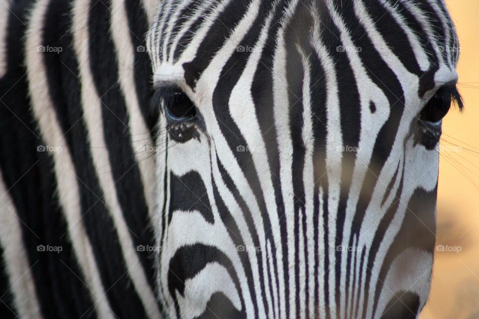 zebra