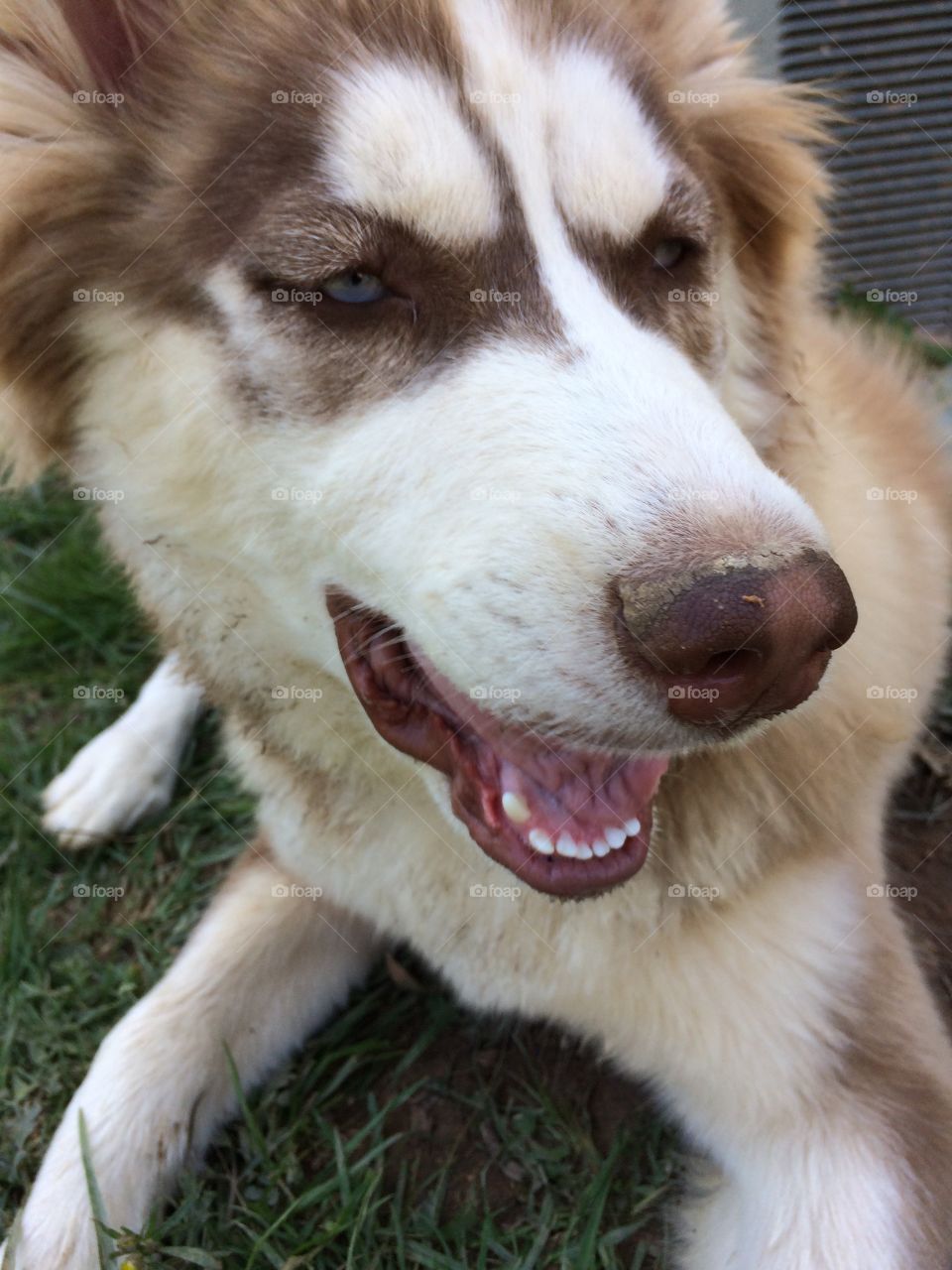 Incredible husky dogs 