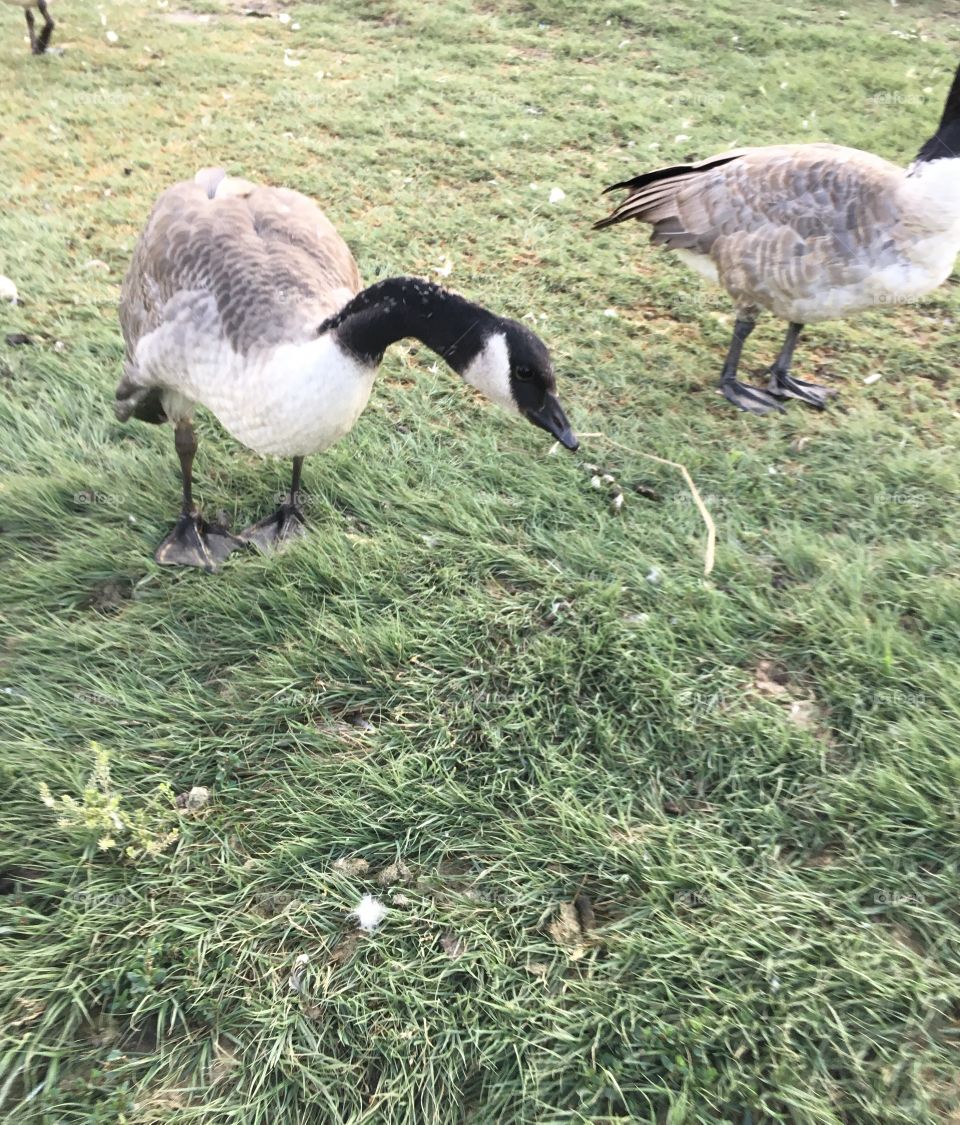 Canadian geese 