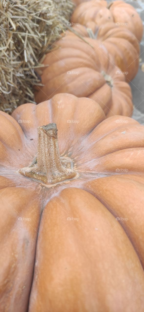 Pumpkin symbol of the coming of autumn