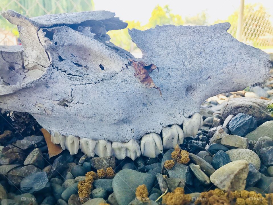 The real cows skull with full of teeth 