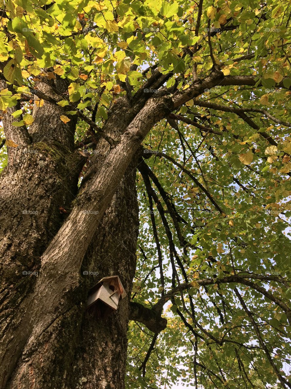 Beauty of a single tree