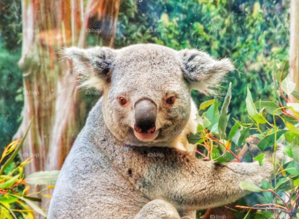 Koala In A Eucalyptus Tree
