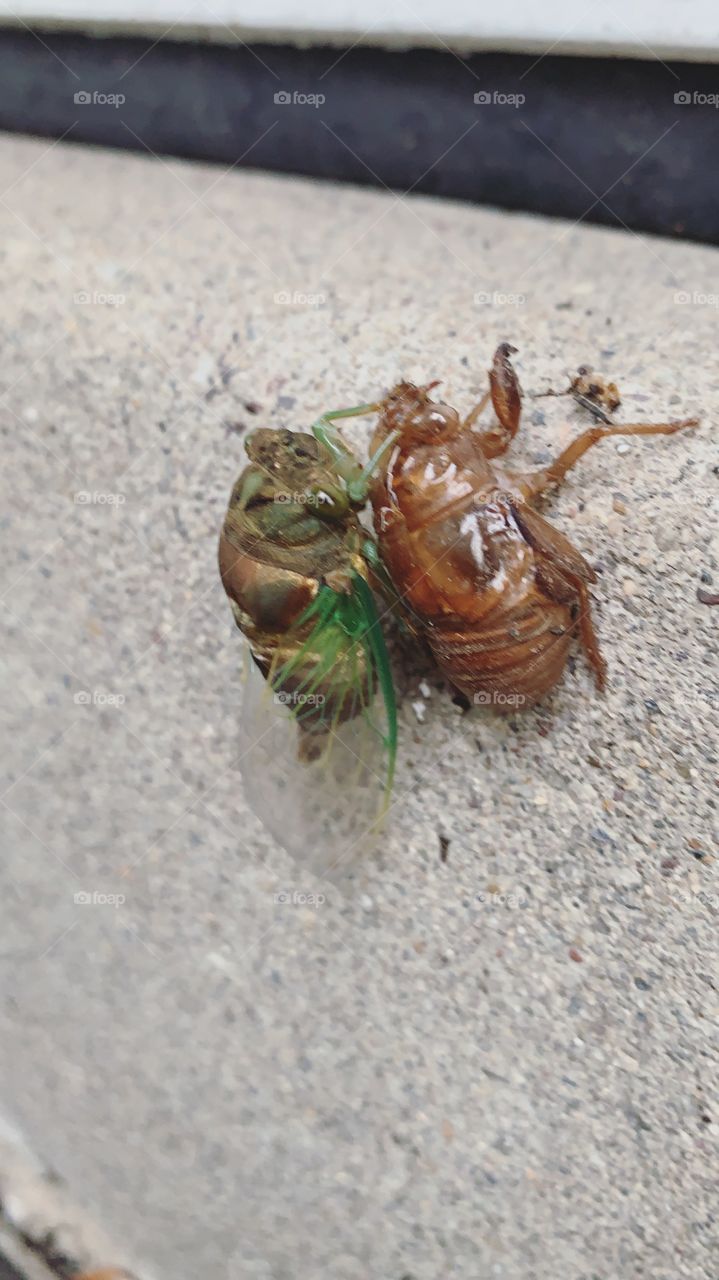 Cicada coming out of its shell