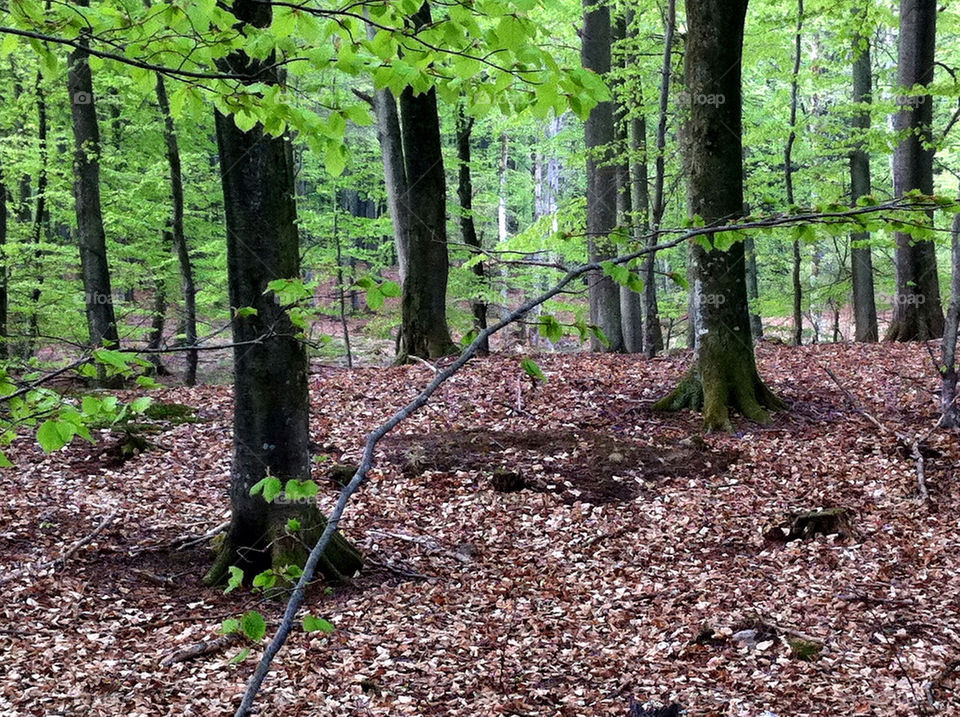 Beech forest in leafing