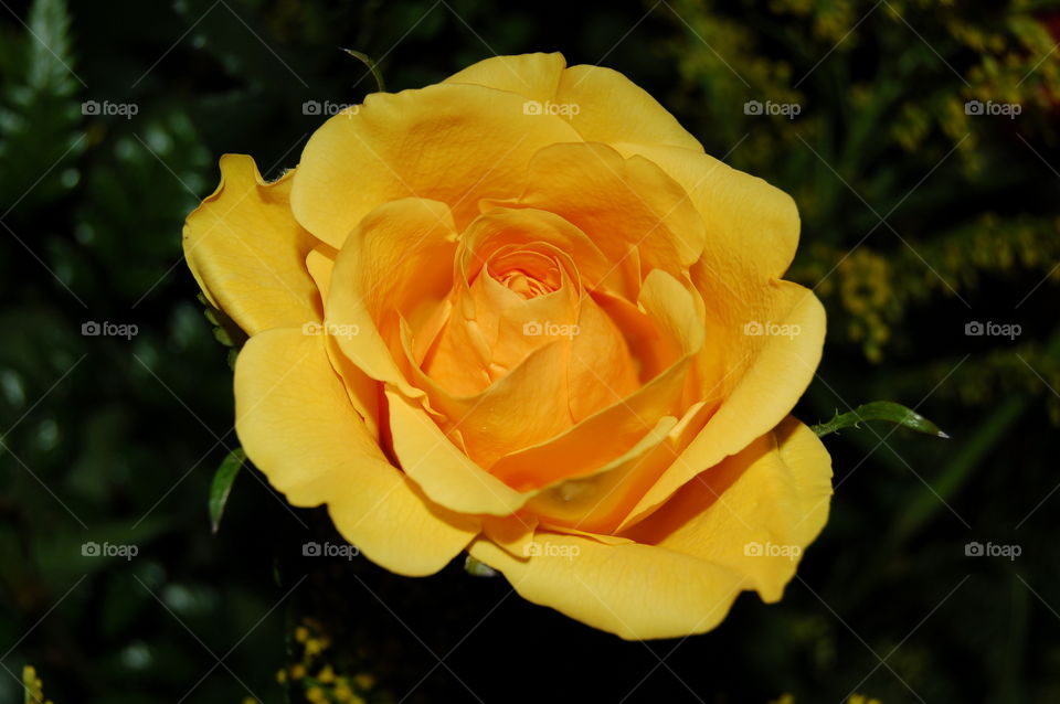 The Yellow Rose 