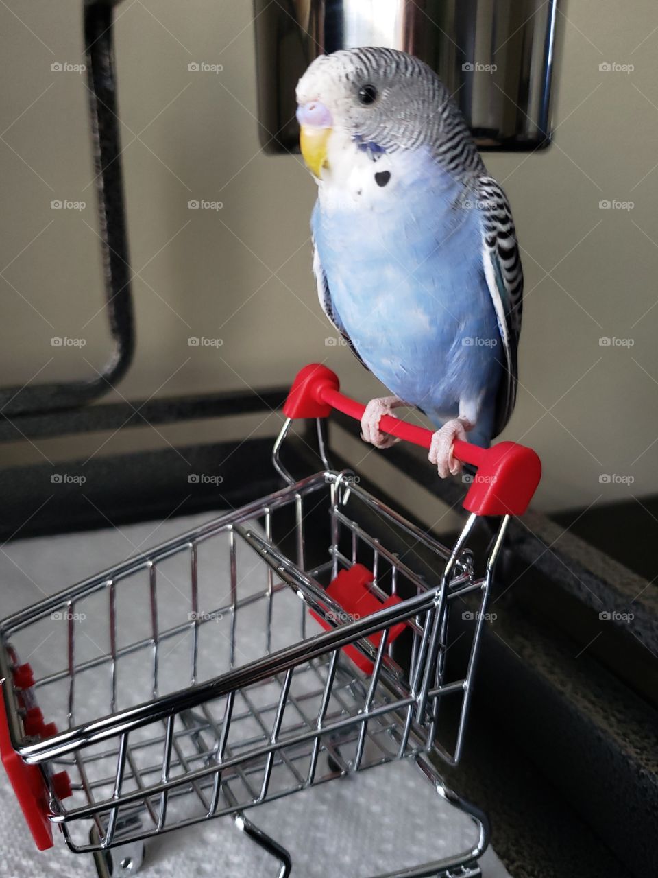 Just a budgie going shopping. Quirky birds.