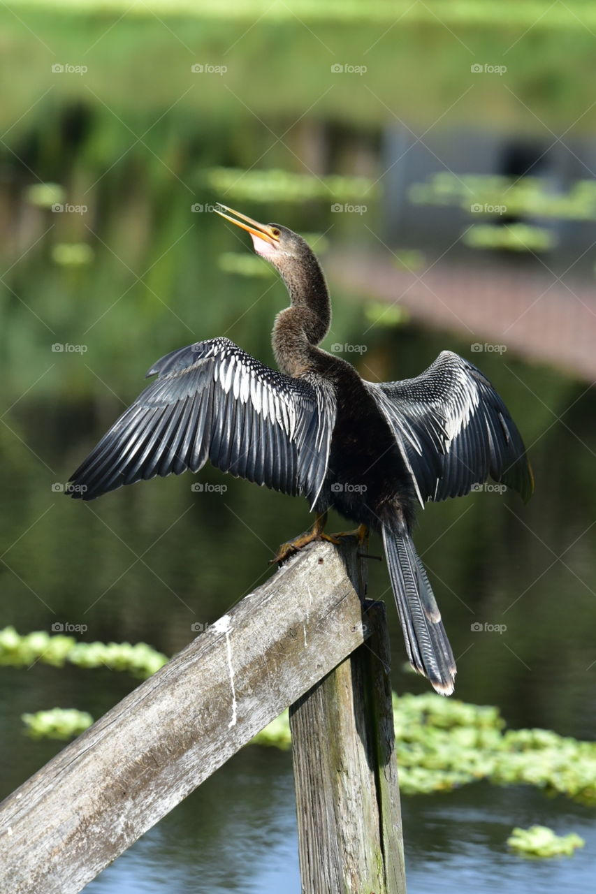 Anhinga