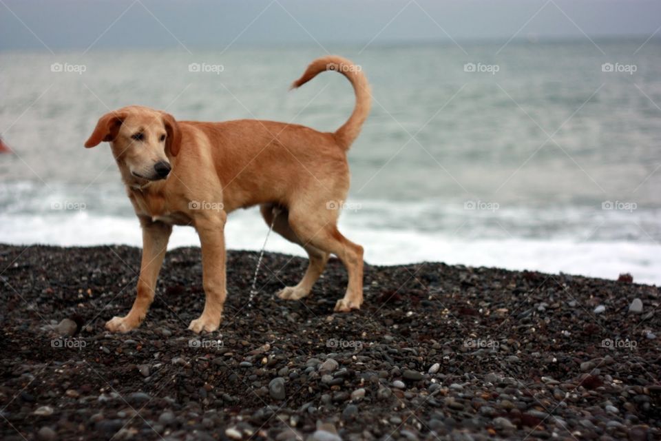 Dog, Beach, No Person, Water, Sea