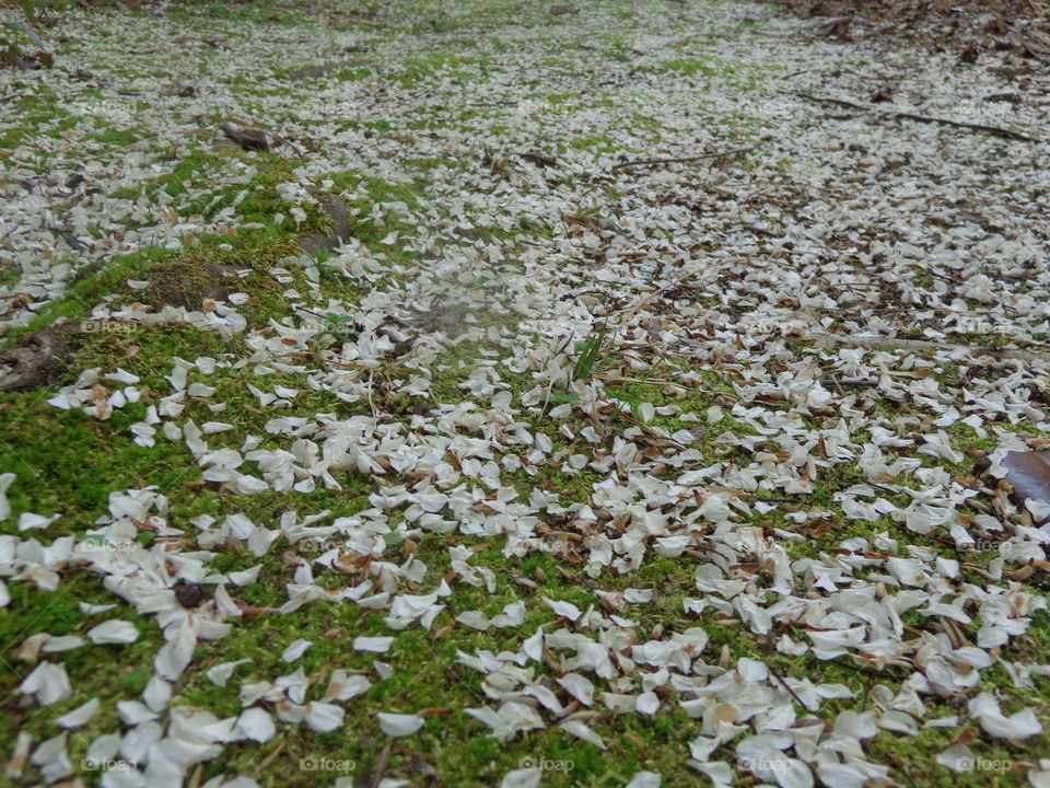 nature's litter. Bradford Pear blossoms strewn everywhere 