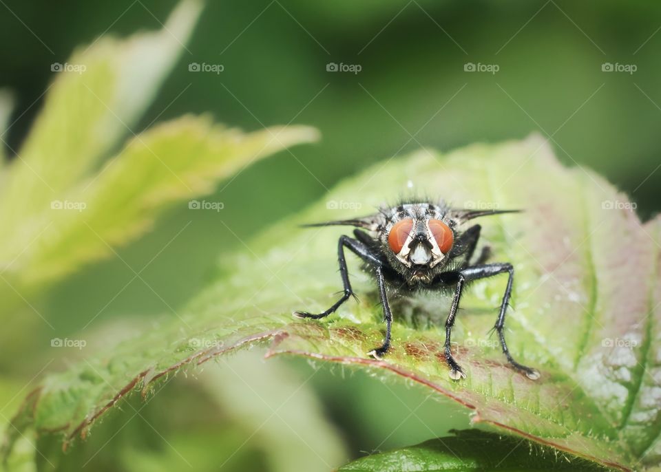 Fly on a leaf