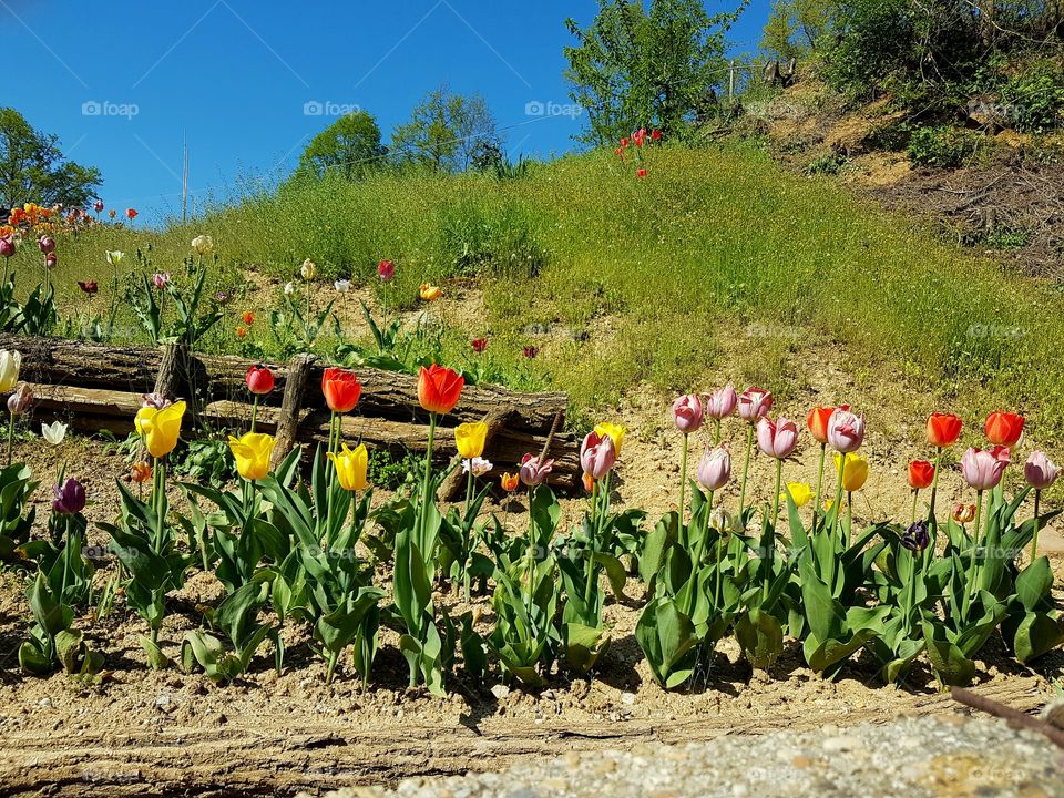 Multicolored tulips in a sunny day in springtime