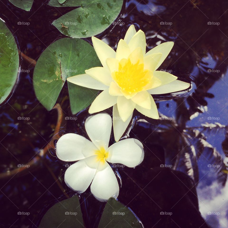 I was sweeping a hotels stairs when I looked into the pond and saw this set up. I didn’t arrange anything. Nature just decided to produce another magic moment. 