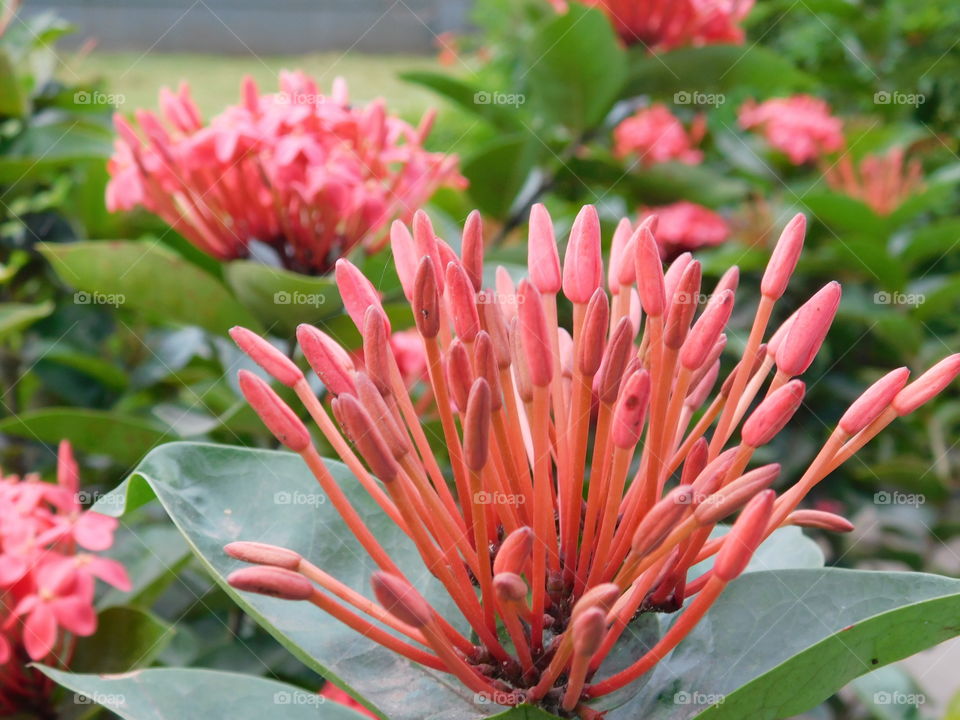 Ixora flower or Red spike flower in bud condition in Garden.