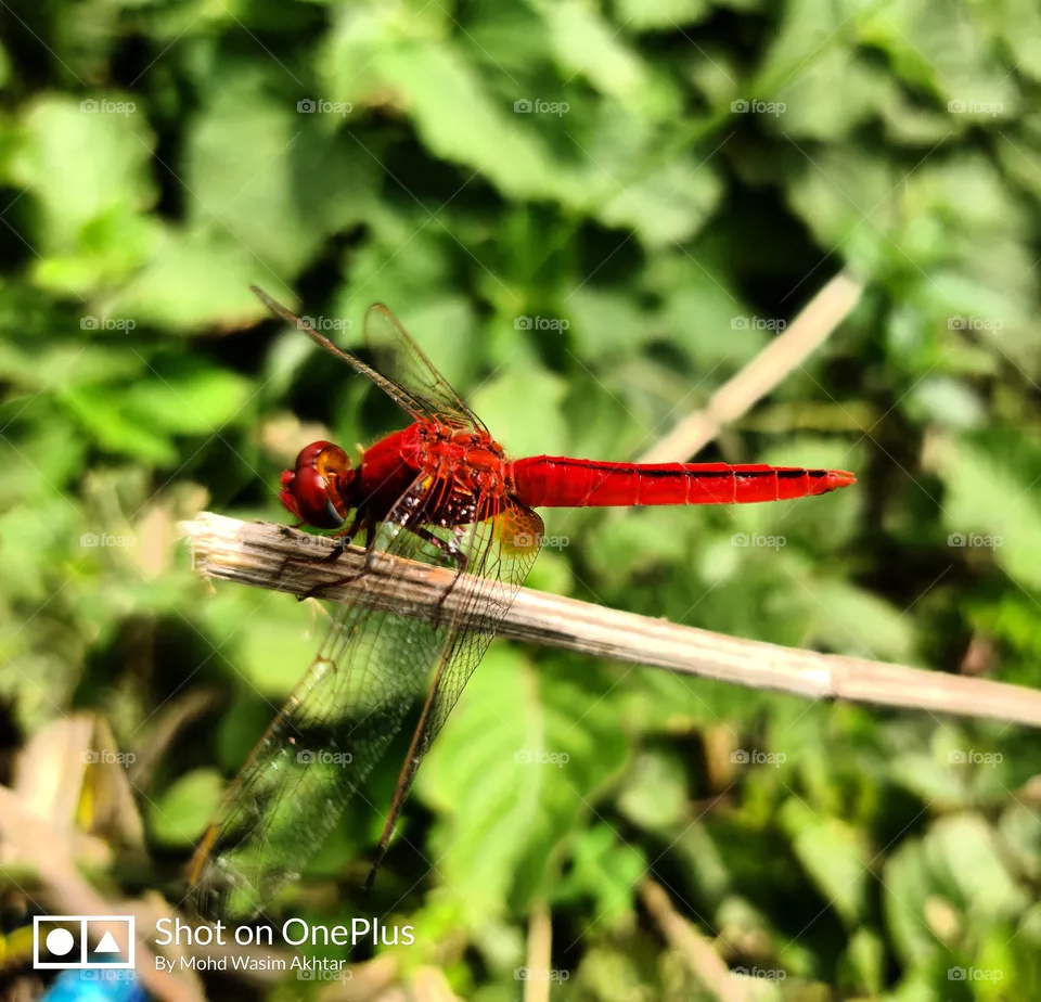 #Photography#__________Dragonfly_can't_see_their_wings_They_can't_see_how_truly_beautiful_they_are_but_everyone_else_can_People_are_like_that_as_well.
