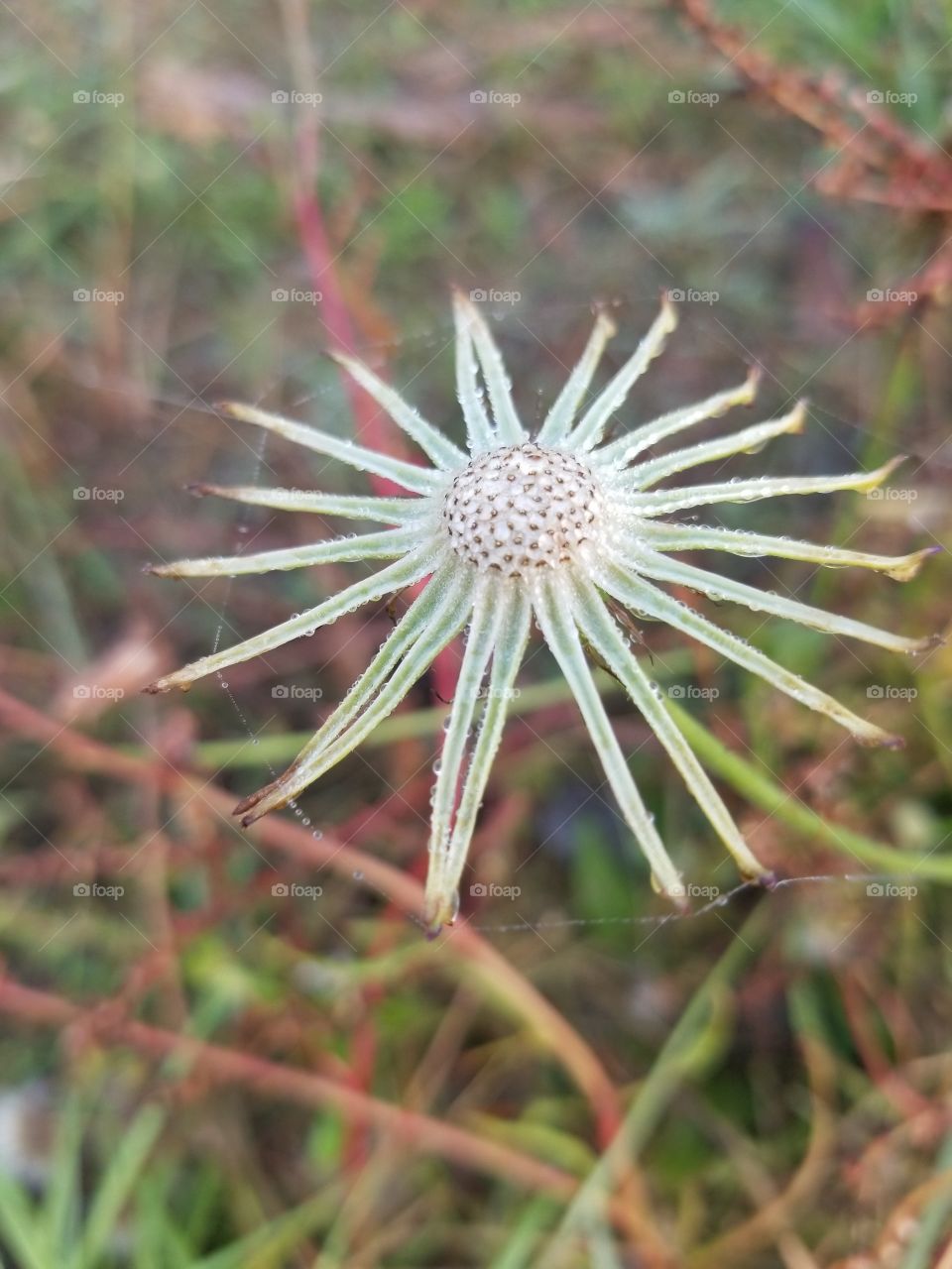 dandelion