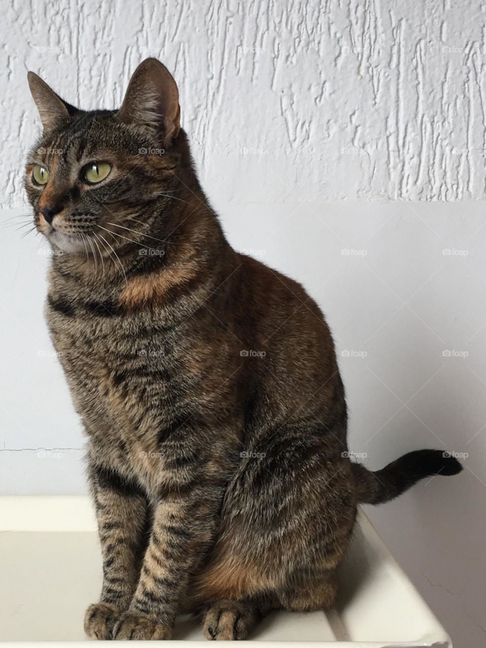 Green eyed cat sitting on a scale at the clinic