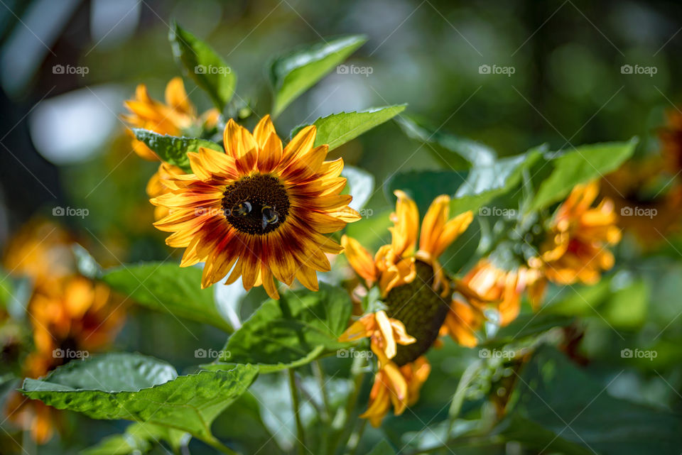 sunflowers bees and bumblebees