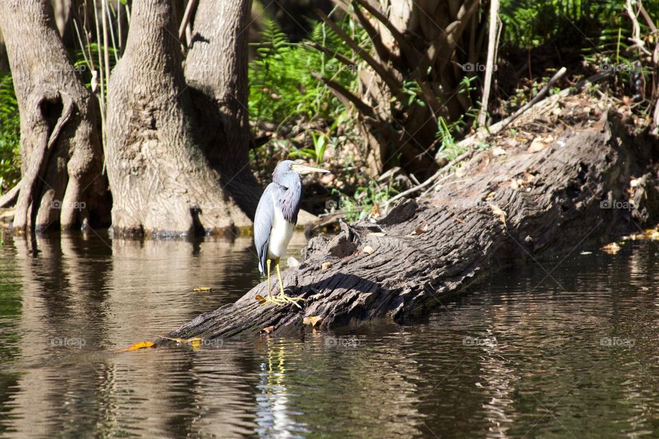 Night Heron on the Hillsborough River