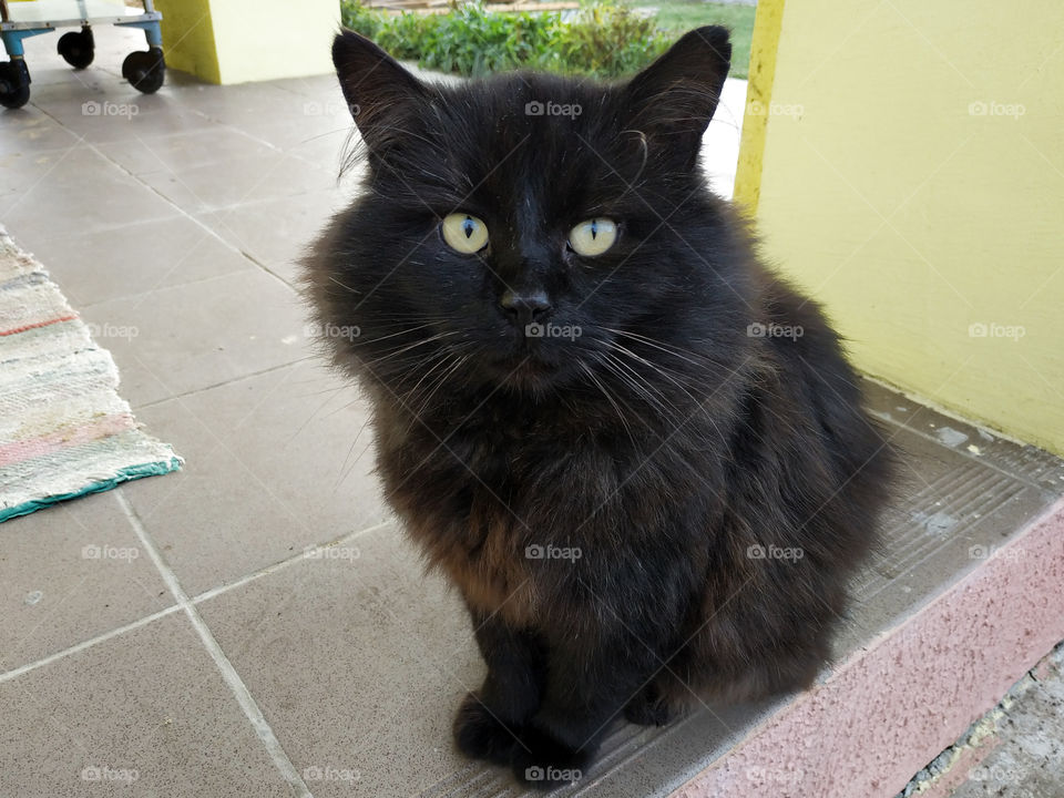 Black cat Markiz