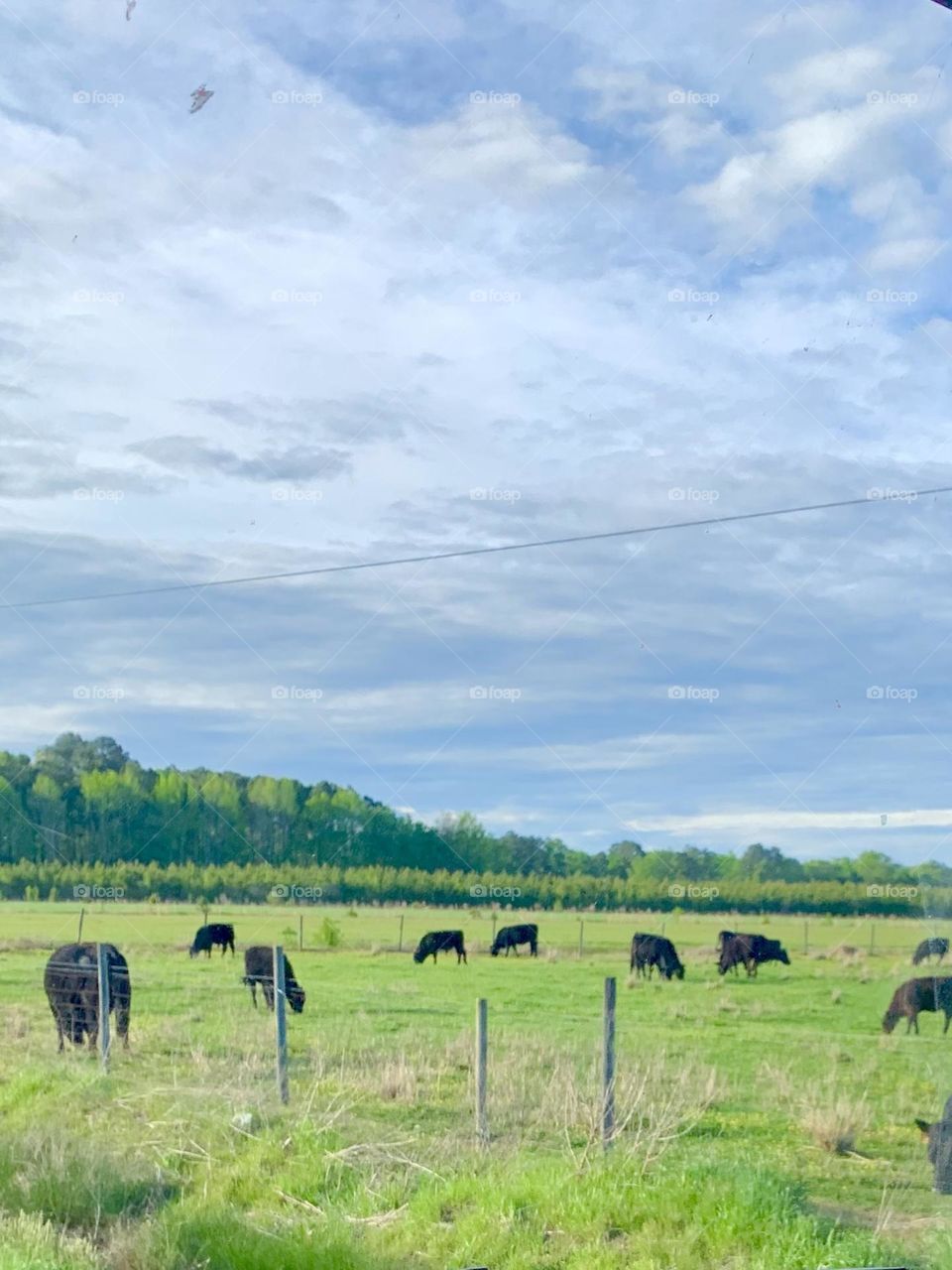 Angus Cows