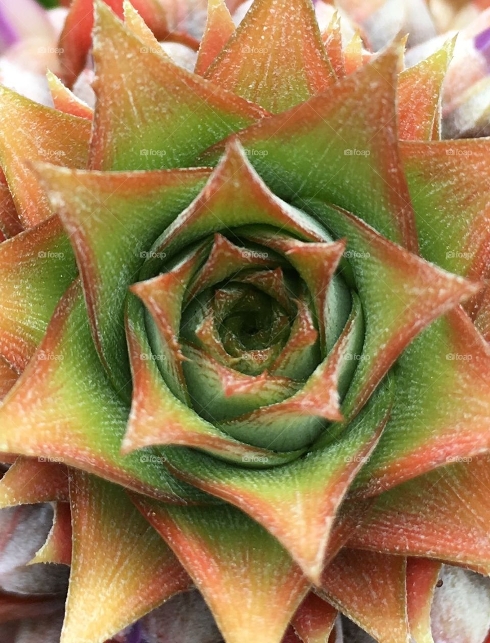 Baby pineapple closeup 3