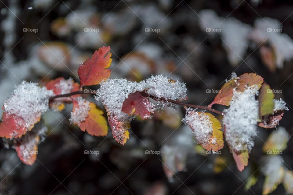 Twig with leaves under the snow.