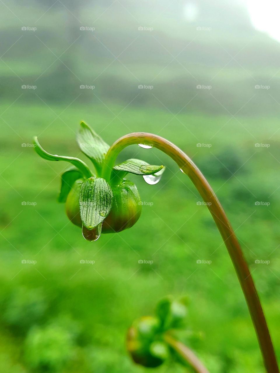 Dhaliya flower bud yellow colour