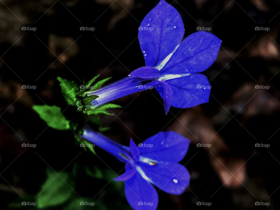 Small Autumn Flowers