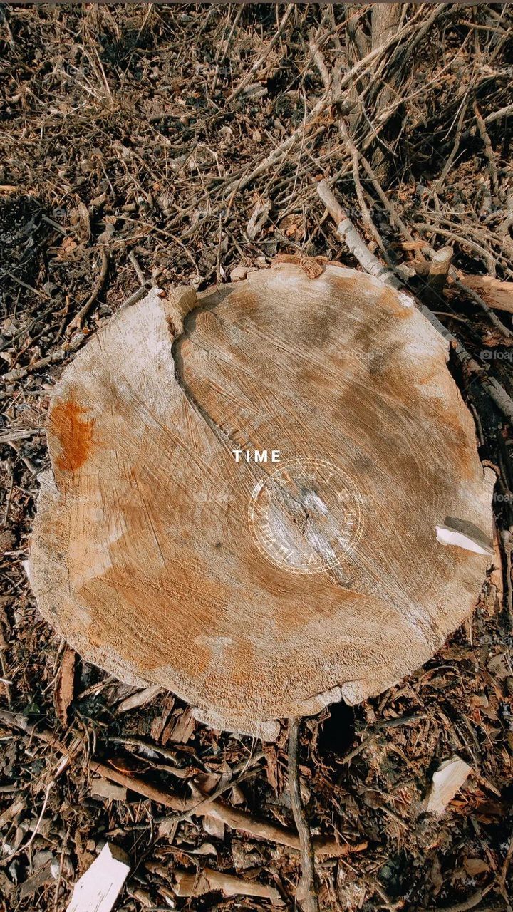 Old tree trunk with circles. Time running metaphor. Wooden texture with text time and clock face. Natural clock face. Wisdom of nature.