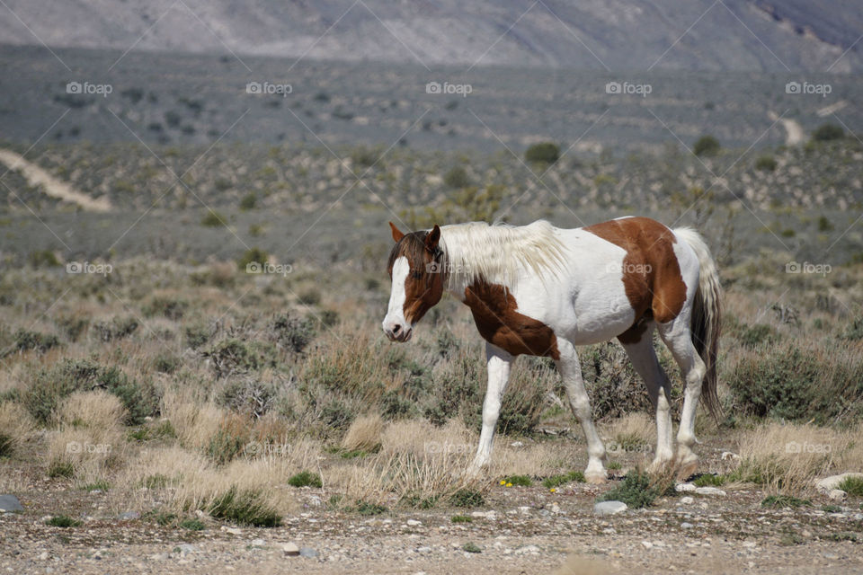 A wild horse on landscape